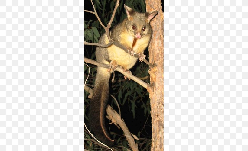 Dormouse Squirrel Fauna Tail, PNG, 500x500px, Mouse, Dormouse, Fauna, Mammal, Marsupial Download Free