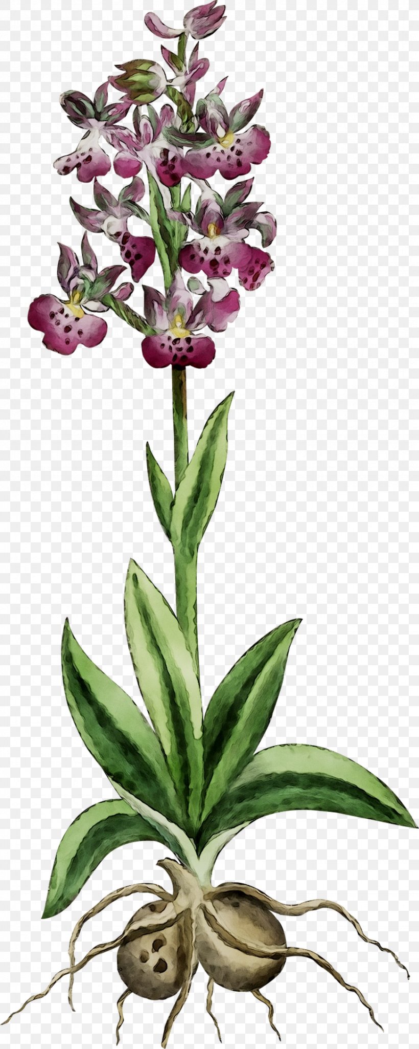 Orchids Herbaceous Plant Plant Stem Terrestrial Plant Plants, PNG, 871x2178px, Orchids, Botany, Cypripedium, Daphne, Flower Download Free