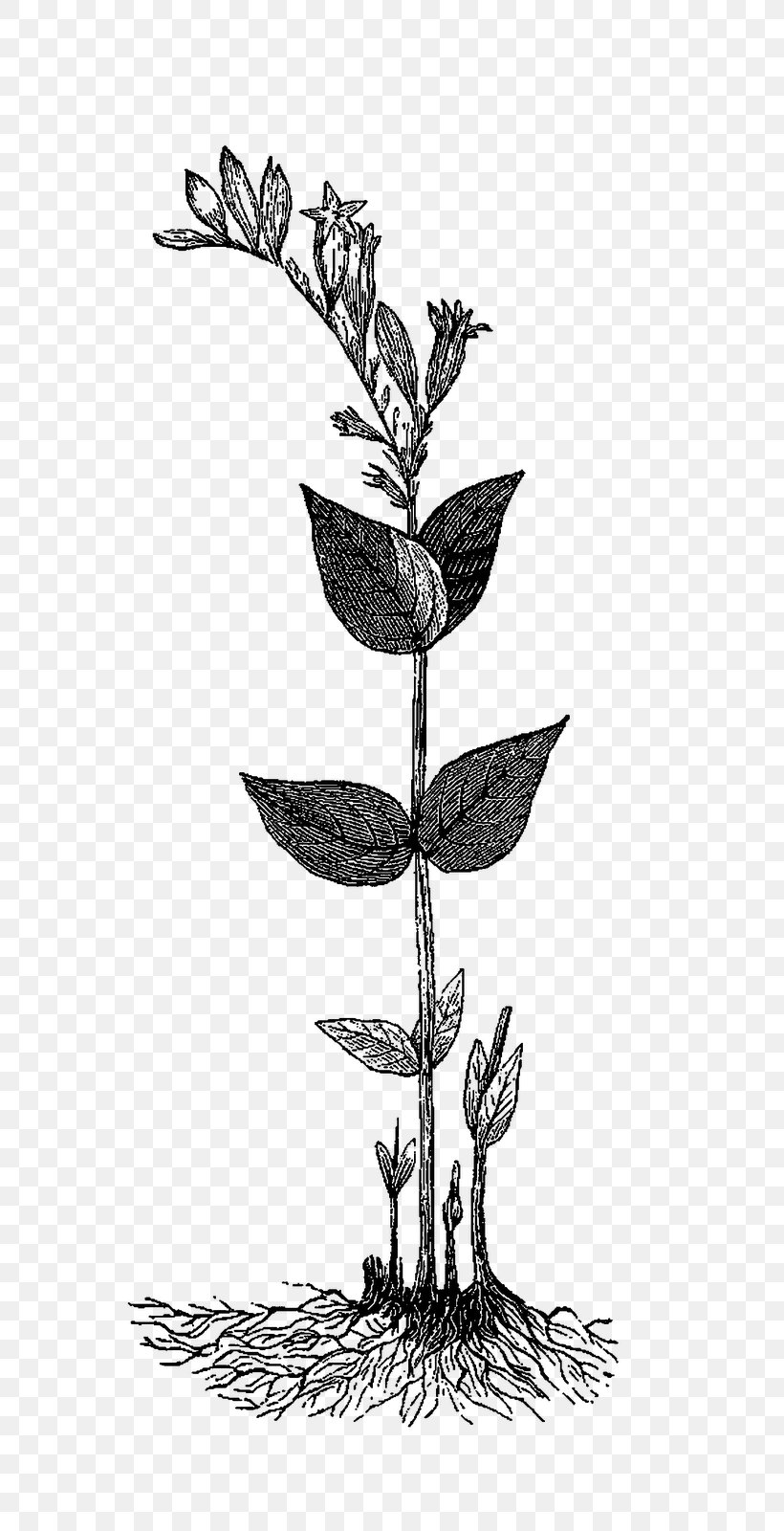 Twig /m/02csf Drawing Plant Stem Flower, PNG, 720x1600px, Twig, Botany, Branch, Drawing, Flower Download Free