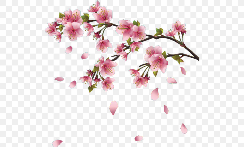 Cherry Blossom, PNG, 520x494px, Flower, Blossom, Branch, Cherry Blossom, Petal Download Free