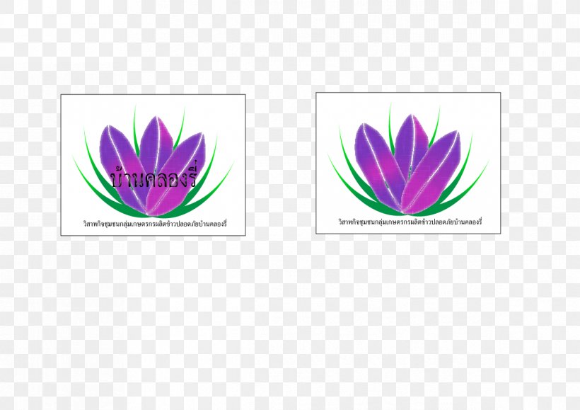 Petal Leaf Flowering Plant Font, PNG, 1191x842px, Petal, Flower, Flowering Plant, Leaf, Plant Download Free