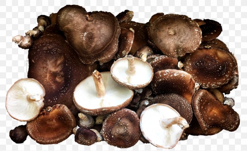Shiitake Mushroom Champignon Mushroom Agaricus Edible Mushroom, PNG, 1024x626px, Shiitake, Agaricus, Champignon Mushroom, Edible Mushroom, Fungus Download Free