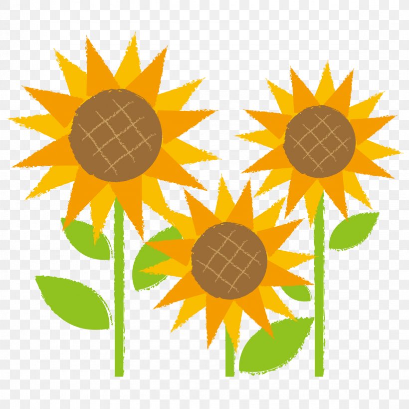 Sunflower Flower., PNG, 1181x1181px, School, Child, Classroom, Daisy Family, Flower Download Free