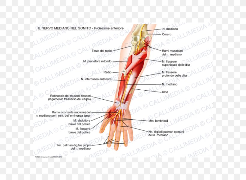 Thumb Median Nerve Elbow Ulnar Nerve, PNG, 600x600px, Watercolor, Cartoon, Flower, Frame, Heart Download Free