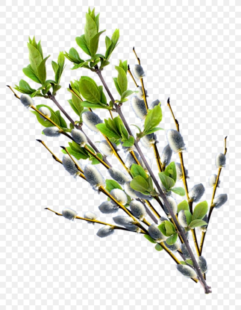 Willow Palm Sunday Digital Image Clip Art, PNG, 800x1056px, Willow, Blog, Branch, Bud, Copyright Download Free