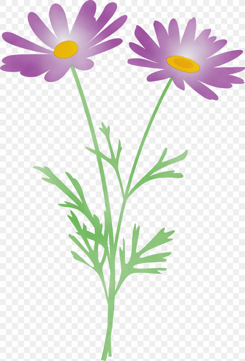 Daisy, PNG, 2037x2999px, Marguerite Flower, African Daisy, Aster, Camomile, Chamomile Download Free