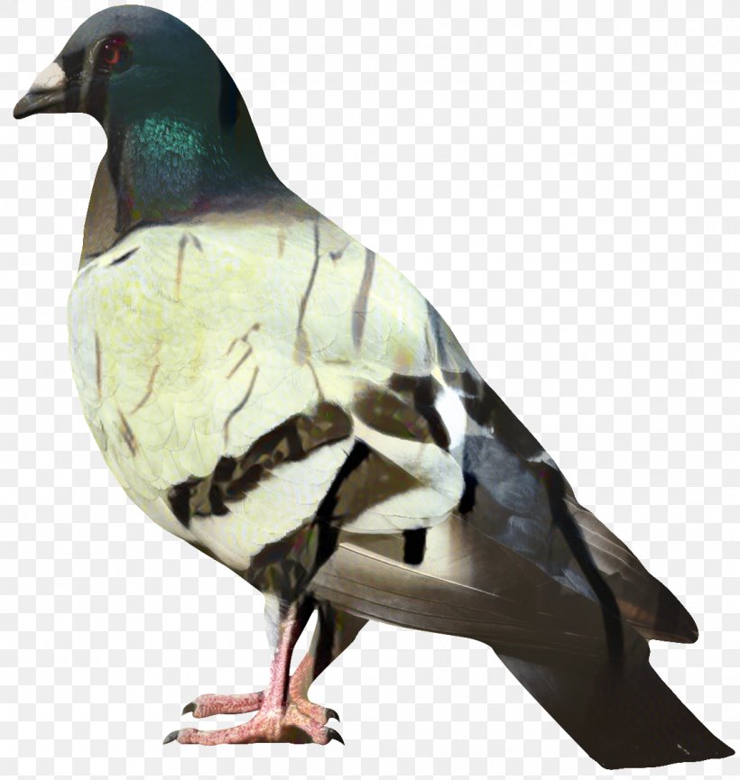 Dove Bird, PNG, 1115x1177px, Pigeons And Doves, Animal Figure, Beak, Bird, Columbiformes Download Free