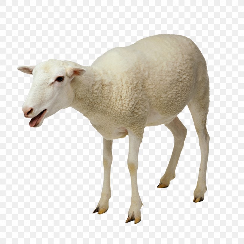 Sheep–goat Hybrid Cattle Merino, PNG, 1024x1024px, Goat, Agriculture, Automatic Milking, Black Sheep, Cattle Download Free