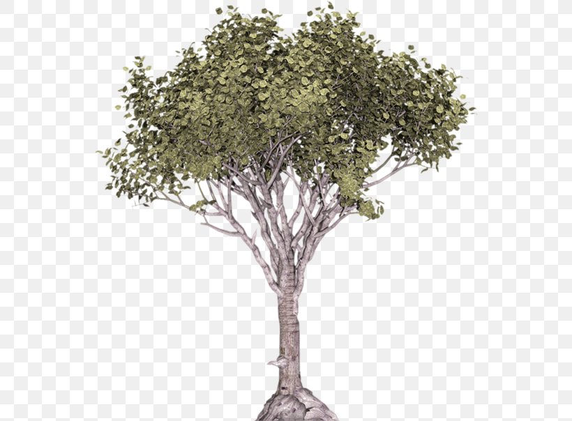 Stone Pine Tree Illustration Juniper Conifers, PNG, 550x604px, Stone Pine, Branch, Clipping Path, Conifers, Juniper Download Free