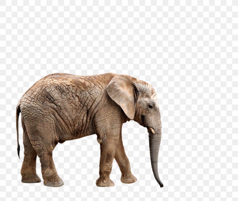 African Elephant Northern Giraffe Rhinoceros Wallpaper, PNG, 973x822px, African Elephant, Elephant, Elephants And Mammoths, Giraffe, Indian Elephant Download Free