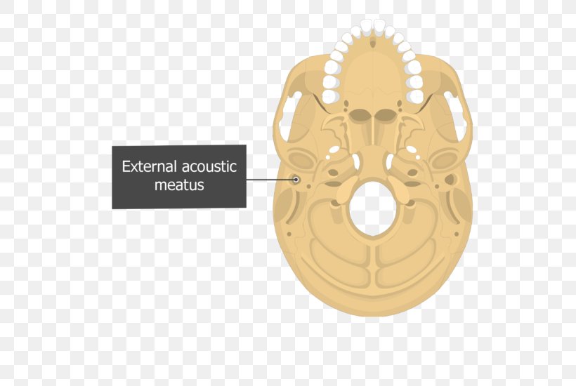 Carotid Canal Mastoid Part Of The Temporal Bone Stylomastoid Foramen Occipital Bone, PNG, 548x550px, Carotid Canal, Anatomy, Bone, Ear Canal, Foramen Download Free