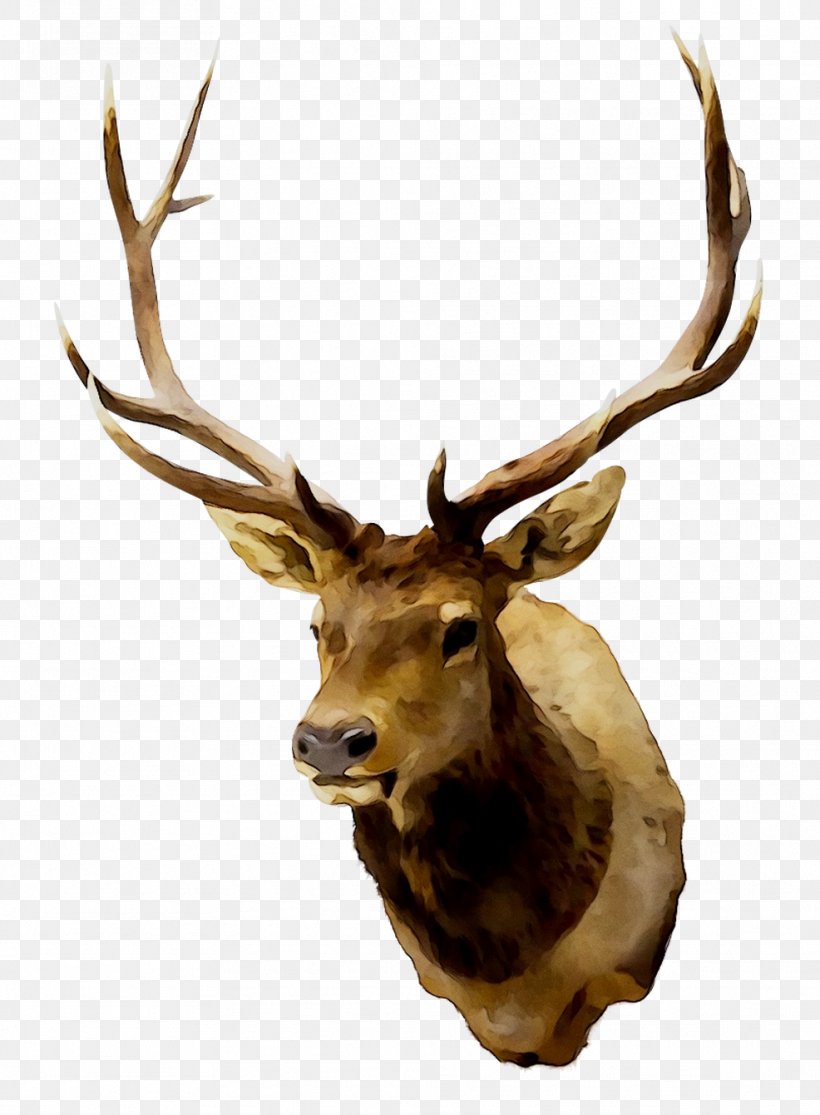 Elk Reindeer White-tailed Deer Antler, PNG, 986x1341px, Elk, Animal, Antler, Barren Ground Caribou, Deer Download Free