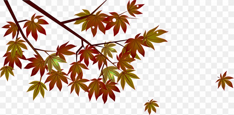 Maple Leaf, PNG, 1776x874px, Leaf, Black Maple, Flower, Flowering Plant, Maple Download Free