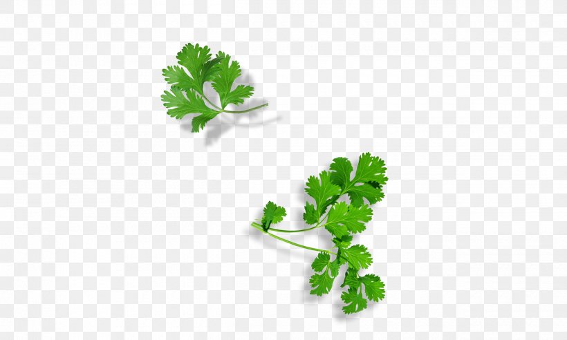 Parsley Herbalism Plant Stem Leaf Superfood, PNG, 2500x1500px, Parsley, Food, Herb, Herbalism, Leaf Download Free