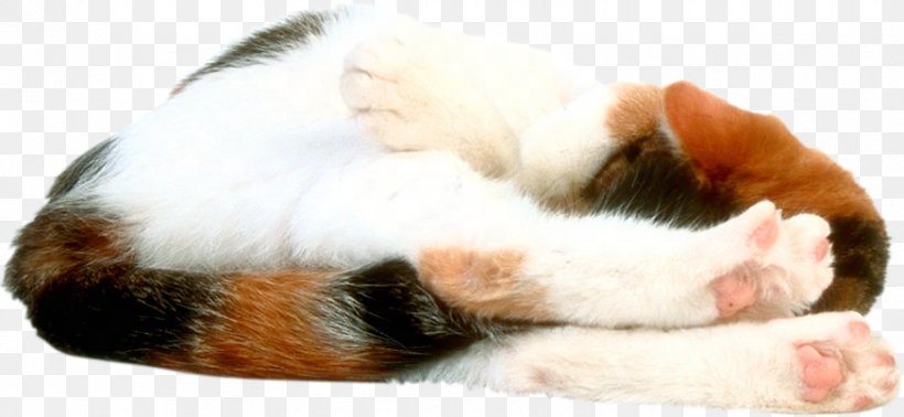 Whiskers Cat Kitten Snout Claw, PNG, 874x403px, Whiskers, Carnivoran, Cat, Cat Like Mammal, Claw Download Free