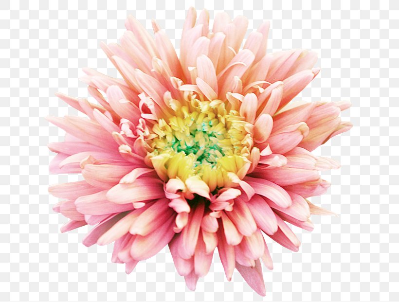 Dahlia Flower Transvaal Daisy Clip Art, PNG, 650x621px, Dahlia, Annual Plant, Aster, Chrysanthemum, Chrysanths Download Free