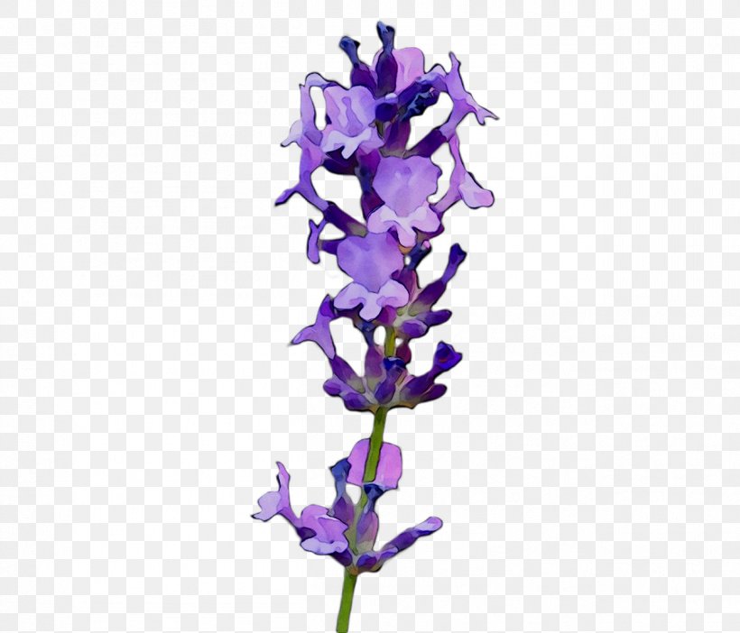 English Lavender Transparency Image Download, PNG, 1259x1078px, English Lavender, Broomrape, Common Sage, Creativity, Cut Flowers Download Free