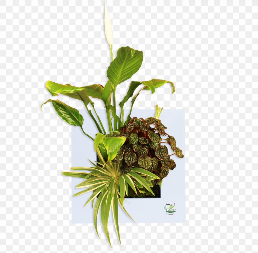 Leaf Flowerpot Herb Plant Stem, PNG, 1552x1524px, Leaf, Flower, Flowerpot, Herb, Plant Download Free
