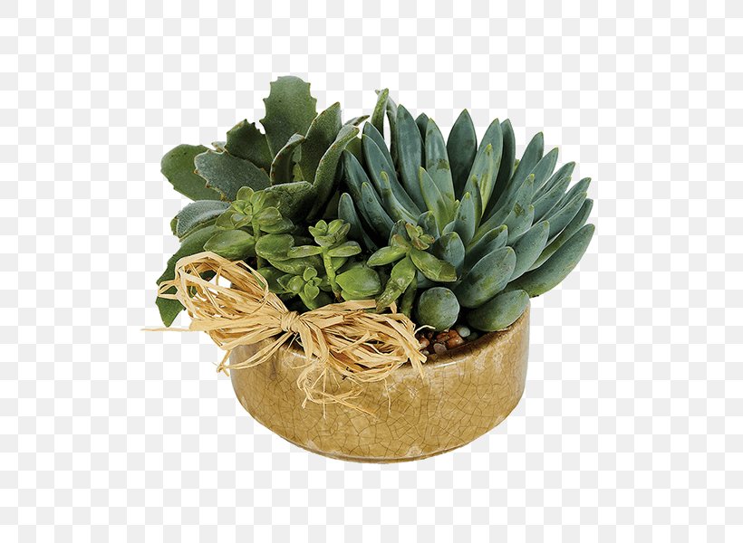 Succulent Plant Viper's Bowstring Hemp Garden Floristry, PNG, 600x600px, Succulent Plant, Basket, Container Garden, Cutting, Dracaena Download Free