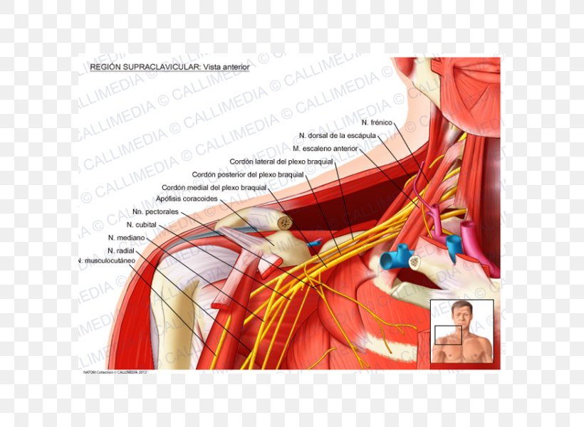 Supraclavicular Fossa Supraclavicular Nerves Supraclavicular Lymph Nodes Anatomy, PNG, 600x600px, Watercolor, Cartoon, Flower, Frame, Heart Download Free