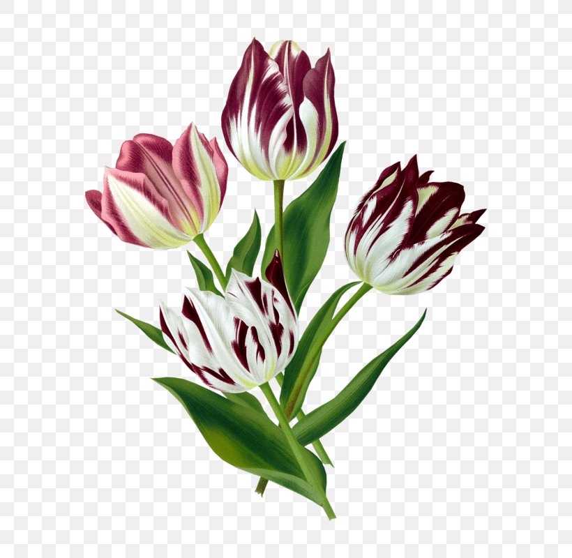 Tulip Art Floral Design Botanical Illustration, PNG, 640x800px, Tulip, Art, Botanical Illustration, Botany, Bud Download Free