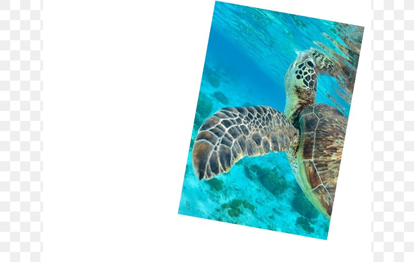 Underwater Diving Maldives Sea Turtle Scuba Diving, PNG, 650x520px, Underwater Diving, Aqua, Atoll Lagoon, Crociera, Crystallin Download Free