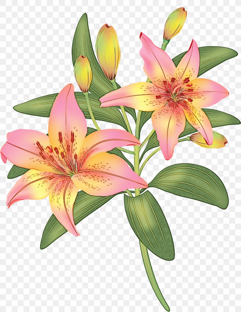 Flower Flowering Plant Lily Plant Petal, PNG, 1468x1898px, Watercolor, Daylily, Flower, Flowering Plant, Lily Download Free