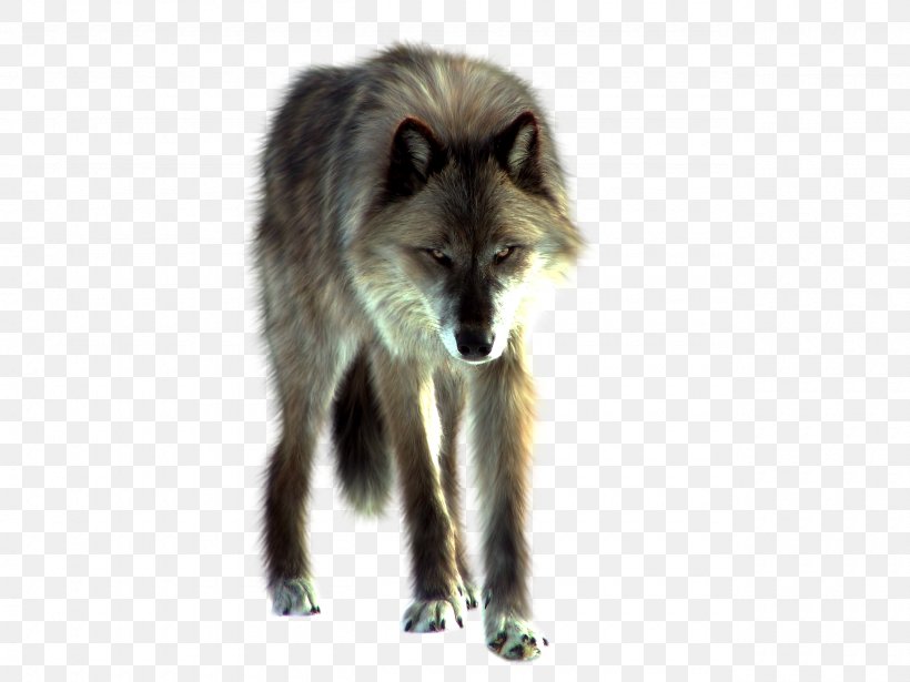 Gray Wolf, PNG, 2560x1920px, Dog, Arctic Wolf, Black Wolf, Carnivoran, Dog Like Mammal Download Free