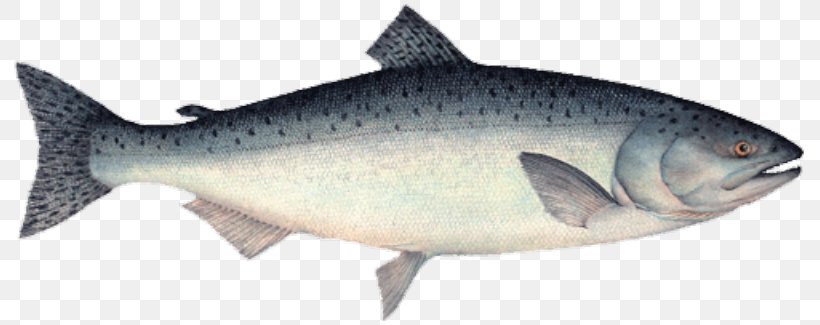 Sardine Coho Salmon Chinook Salmon Food, PNG, 800x325px, Sardine, Animal Figure, Bony Fish, Brown Trout, Chinook Salmon Download Free