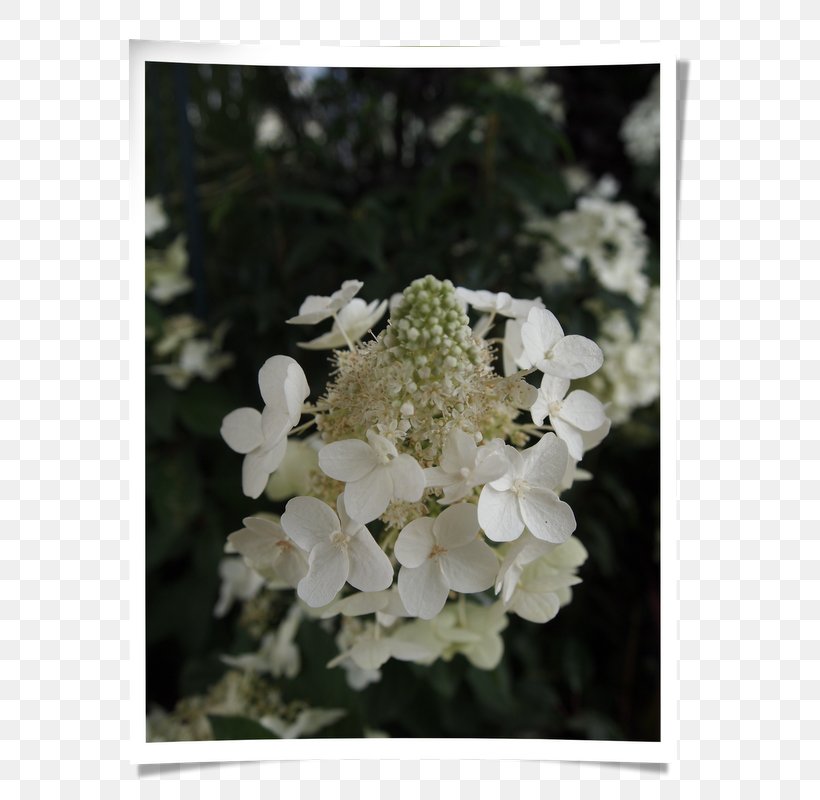 Tea Of Heaven Subshrub Viburnum Hydrangea, PNG, 600x800px, Tea Of Heaven, Blossom, Cornales, Flora, Flower Download Free