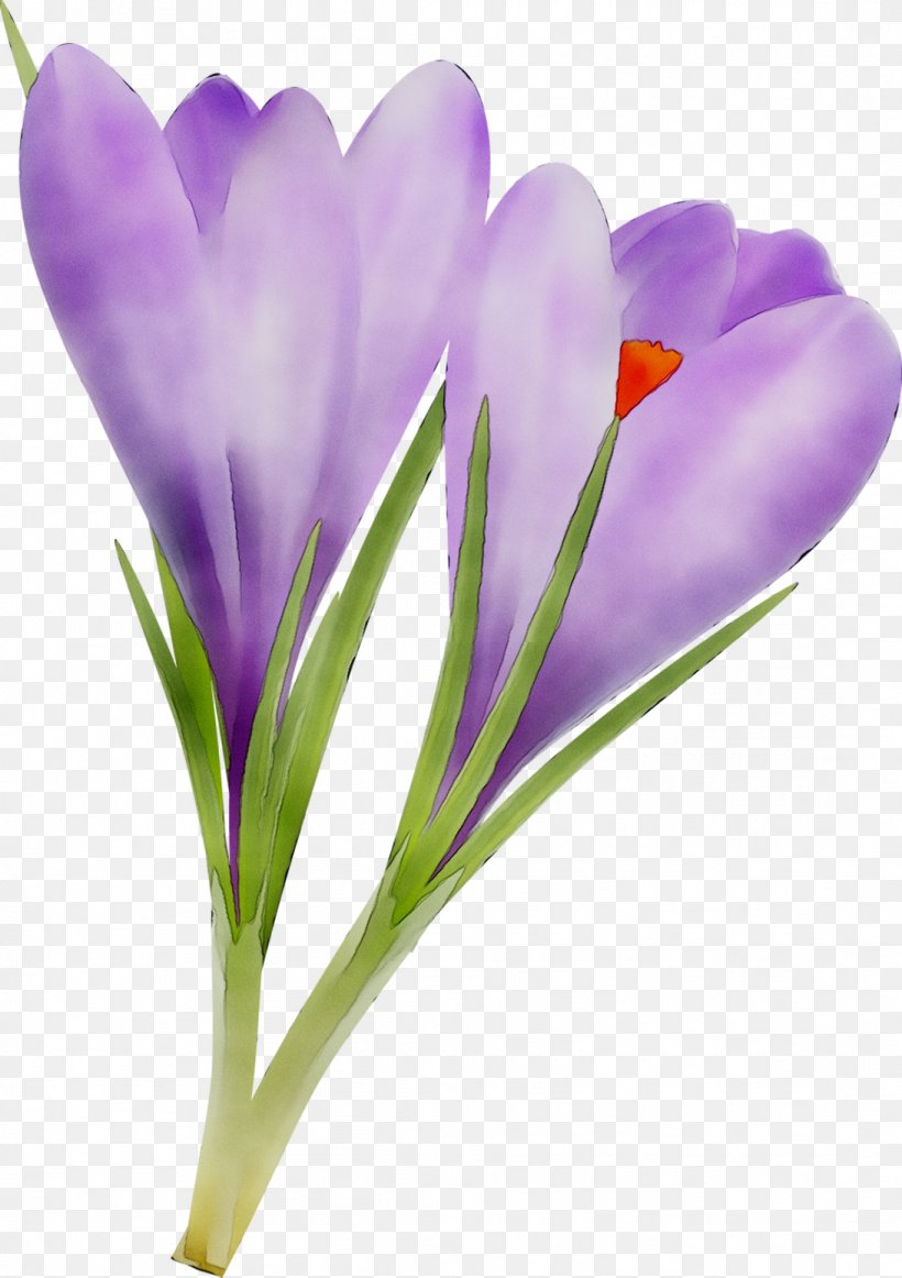 Crocus M / 0d Plant Stem Saffron Cut Flowers, PNG, 1092x1548px, Crocus, Botany, Cretan Crocus, Cut Flowers, Flower Download Free