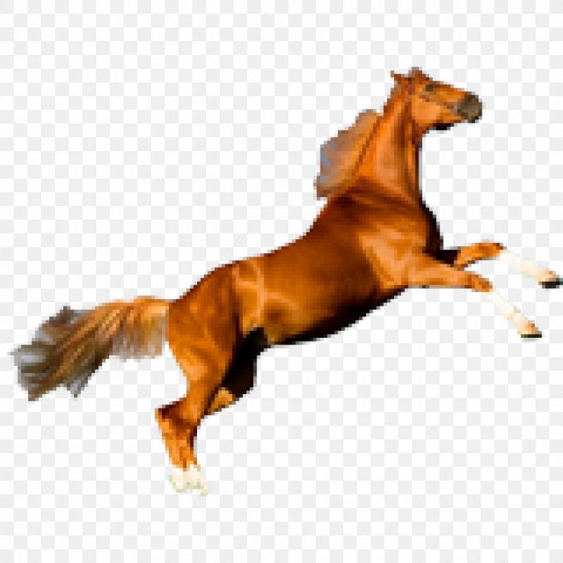 Horse Desktop Wallpaper Clip Art, PNG, 1200x1200px, Horse, Animal Figure, Bridle, Horse Like Mammal, Horse Supplies Download Free