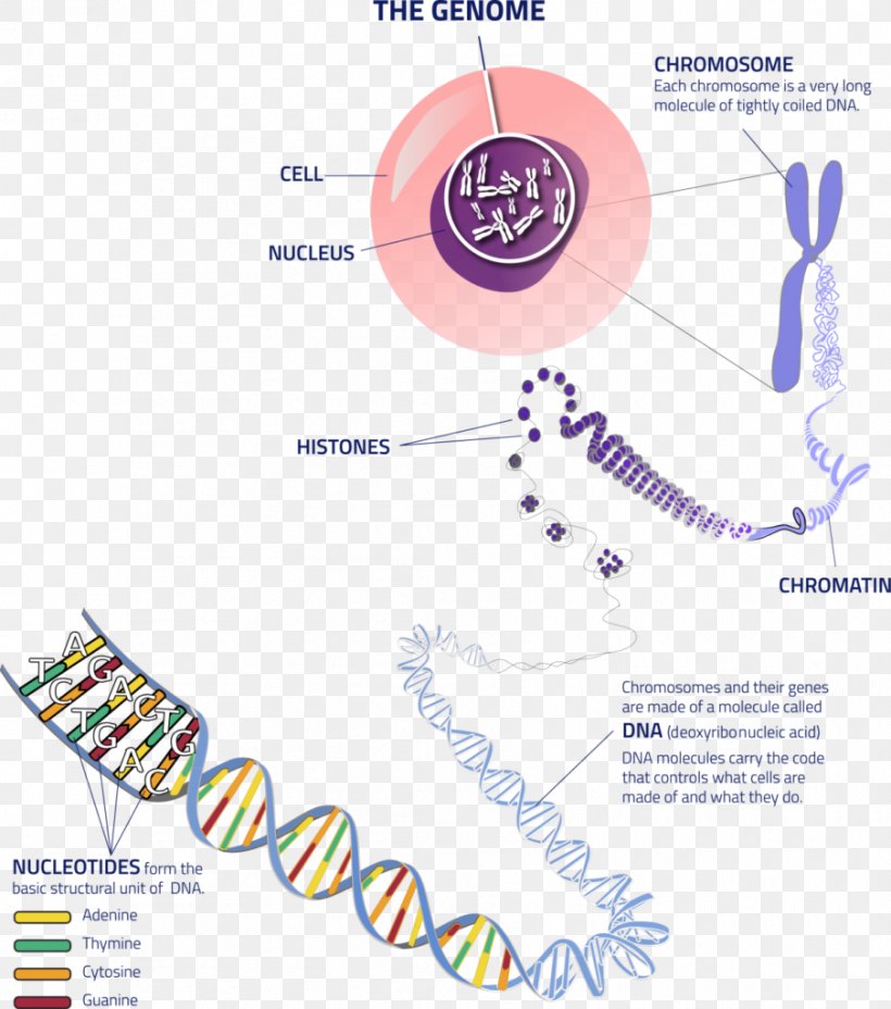 Chromosome Genetics Allele DNA, PNG, 904x1024px, Watercolor, Cartoon, Flower, Frame, Heart Download Free