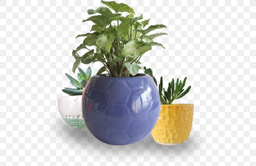 Flowerpot Ceramic Plant, PNG, 545x533px, Flowerpot, Ceramic, Plant Download Free