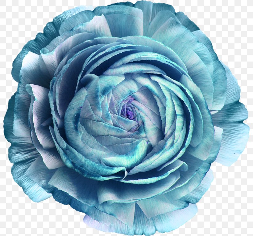 Garden Roses Blue Rose Cut Flowers, PNG, 800x767px, Garden Roses, Beach Rose, Blue, Blue Rose, Cut Flowers Download Free