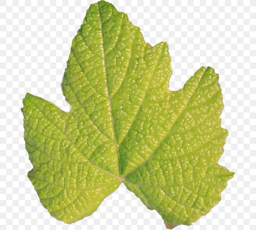 Plant Stem Leaf Clip Art Vector Graphics Openclipart, PNG, 688x736px, Plant Stem, Branch, Fiddleleaf Fig, Garden Croton, Grape Leaves Download Free