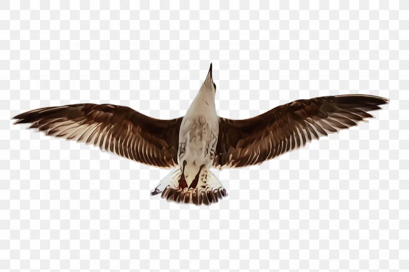 Bird Wing Beak Seabird Skua, PNG, 2452x1632px, Watercolor, Beak, Bird, Eagle, Falconiformes Download Free