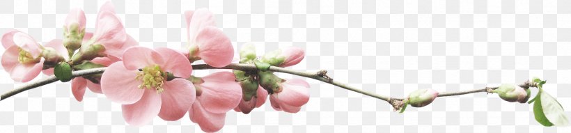 Blossom Flower, PNG, 1746x407px, Blossom, Branch, Bud, Cherry Blossom, Cut Flowers Download Free