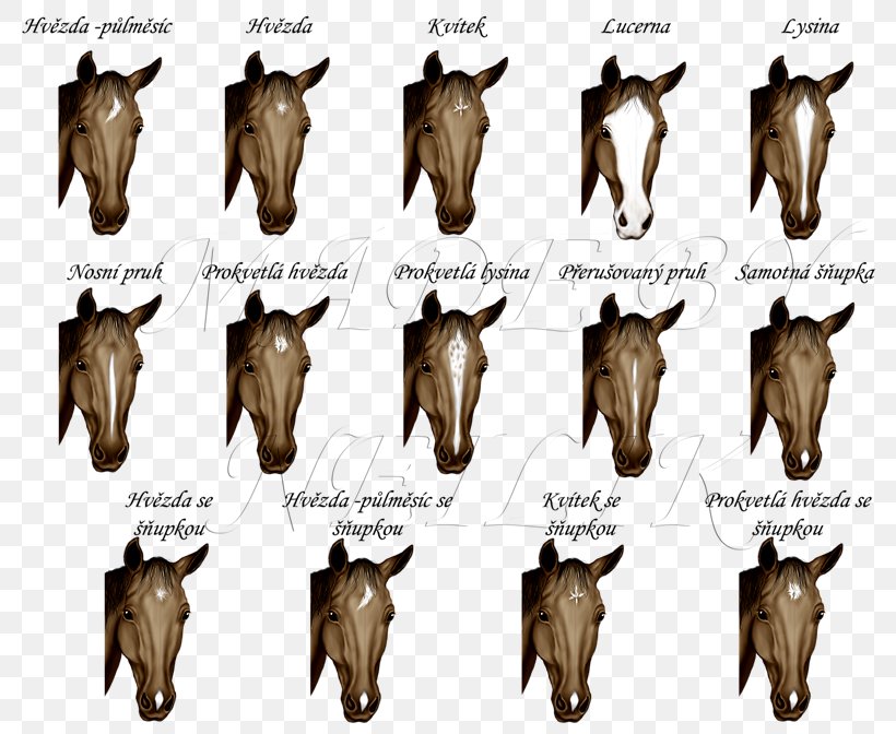 Cattle Goat Fauna Wildlife Jeffrey Horn, PNG, 798x672px, Cattle, Cattle Like Mammal, Fauna, Fur, Goat Download Free