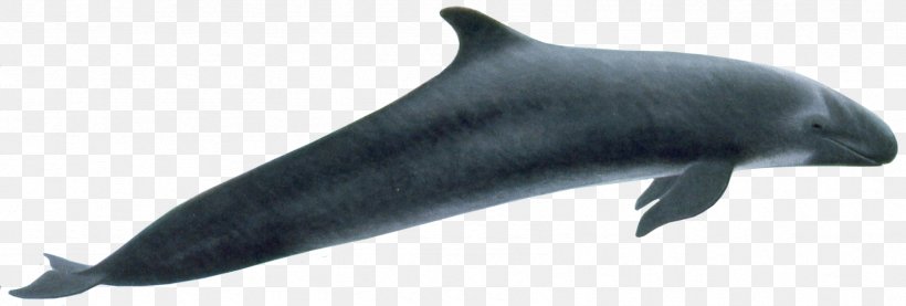 Common Bottlenose Dolphin Rough-toothed Dolphin Tucuxi Wholphin Porpoise, PNG, 1691x572px, Wholphin, Animal, Cetacea, Common Bottlenose Dolphin, Dolphin Download Free
