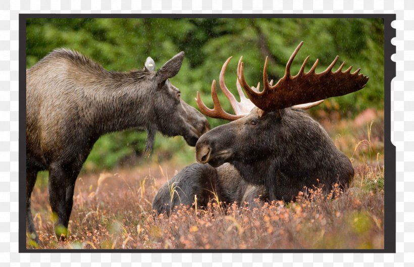 Deer Elk Antler Male Rut, PNG, 1500x969px, Deer, Alaska Moose, Alces, American Moose, Animal Download Free