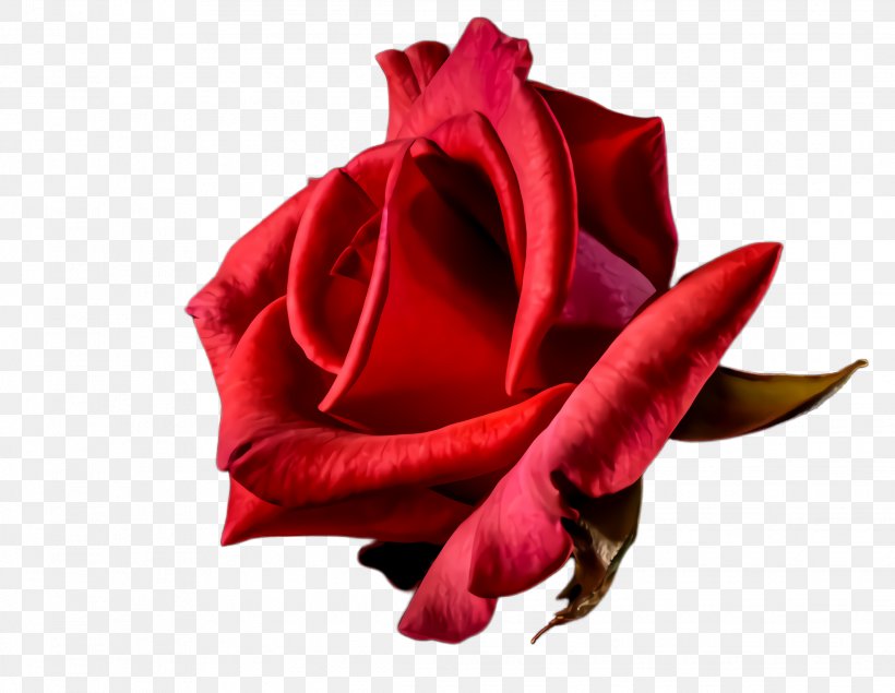 Garden Roses, PNG, 2272x1760px, Red, Flower, Flowering Plant, Garden Roses, Hybrid Tea Rose Download Free