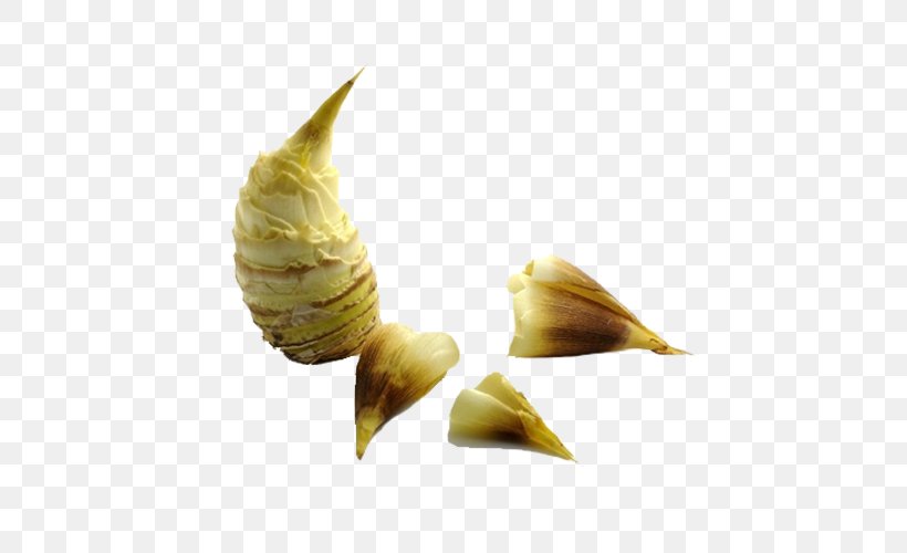 Bamboo Shoot Designer, PNG, 500x500px, Bamboo Shoot, Conch, Designer, Seashell Download Free