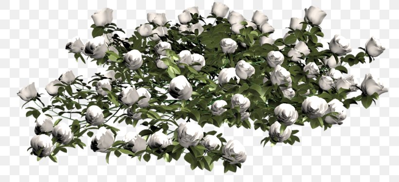 Cut Flowers Floral Design Garden Roses, PNG, 800x374px, 3d Computer Graphics, Flower, Branch, Cut Flowers, Diary Download Free