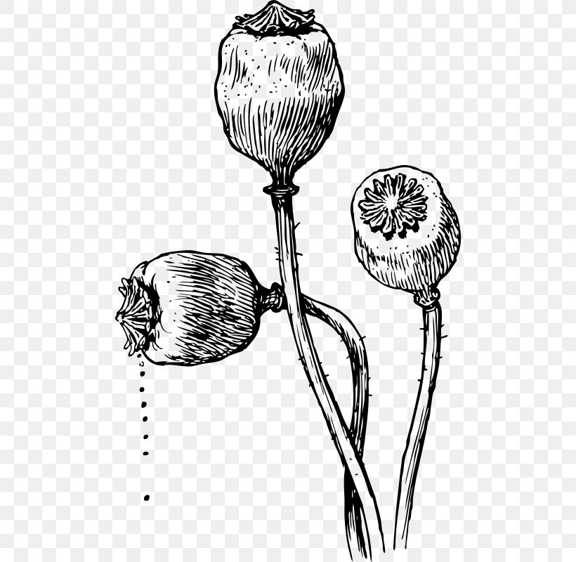 Poppy Seed Opium Poppy Clip Art, PNG, 494x800px, Poppy, Black And White, California Poppy, Drawing, Flora Download Free