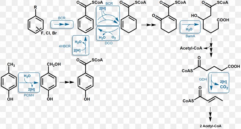 Aromatic Hydrocarbon Aromaticity Anaerobic Respiration Benzoyl Group Anaerobic Organism, PNG, 2430x1299px, Aromatic Hydrocarbon, Adenosine Triphosphate, Anaerobic Digestion, Anaerobic Exercise, Anaerobic Organism Download Free