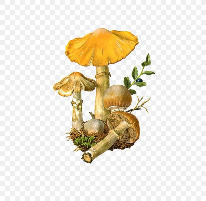 Edible Mushroom Fungus Amanita Muscaria Suillus Luteus, PNG, 544x800px, Watercolor, Cartoon, Flower, Frame, Heart Download Free