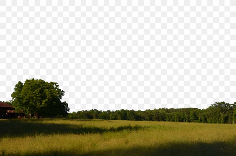 Desktop Wallpaper Tree, PNG, 1098x727px, Tree, Cloud, Ecoregion, Ecosystem, Farm Download Free