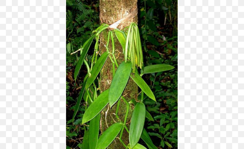 Flat-leaved Vanilla Orchids Seed Benih, PNG, 500x500px, Flatleaved Vanilla, Agriculture, Benih, Budi Daya, Crop Download Free