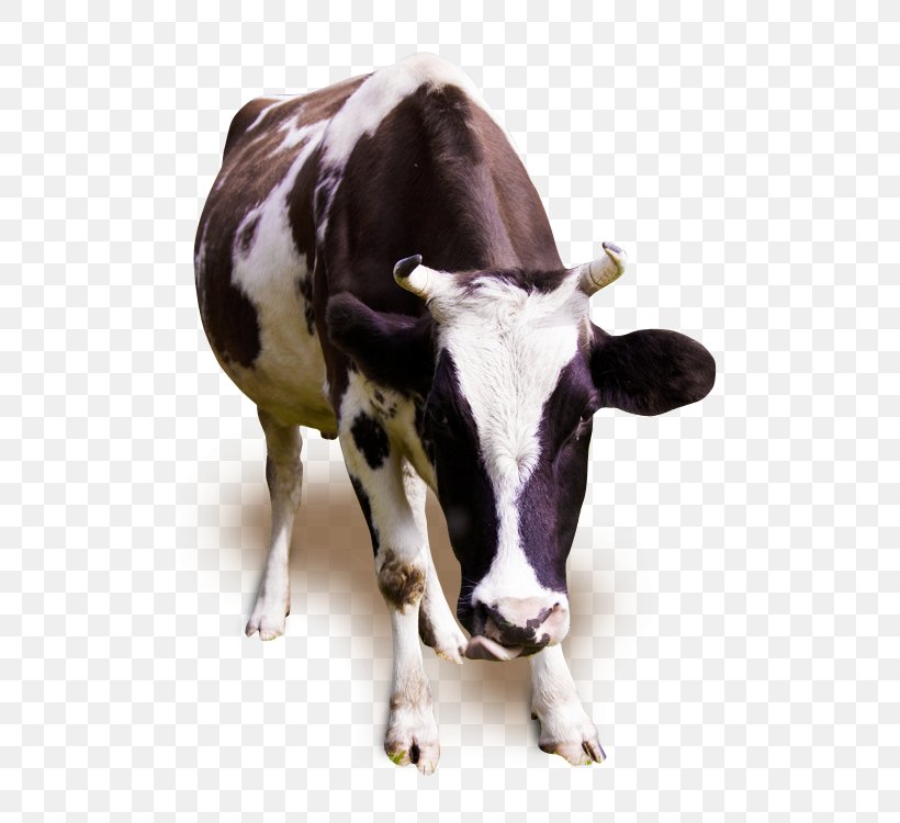 Holstein Friesian Cattle Jersey Cattle Milk Dairy Cattle Ox, PNG, 500x750px, Holstein Friesian Cattle, Animal, Animal Rights, Animal Welfare, Cattle Download Free
